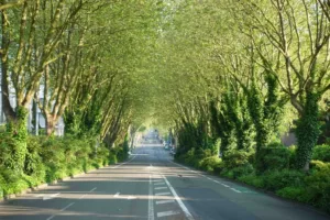 Avenue de l'Hippodrome