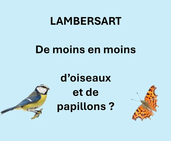 De moins en moins de papillons et d'oiseaux à Lambersart